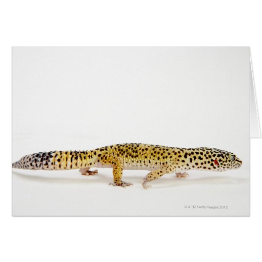 Side view of leopard gecko lizard cards (Front Horizontal)