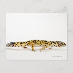 Side view of leopard gecko lizard postcard