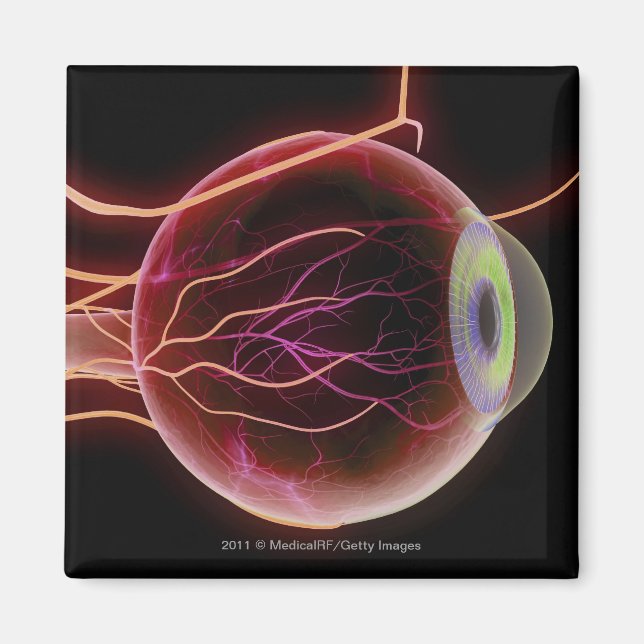 Side view of the blood vessels of the eye magnet (Front)