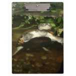Sideneck turtle staring at viewer clipboard