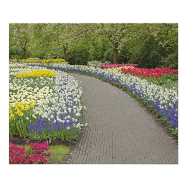 Sidewalk pathway through tulips and daffodils, 2 photo print (Front)