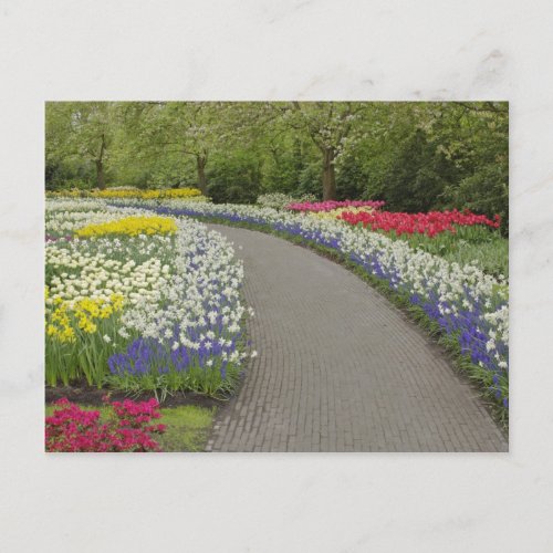 Sidewalk pathway through tulips and daffodils 2 postcard