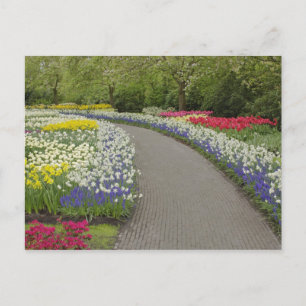 Sidewalk pathway through tulips and daffodils, 2 postcard