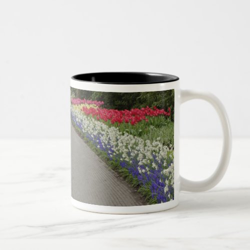 Sidewalk pathway through tulips and daffodils 2 Two_Tone coffee mug