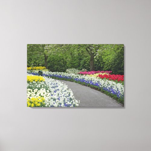 Sidewalk pathway through tulips and daffodils canvas print
