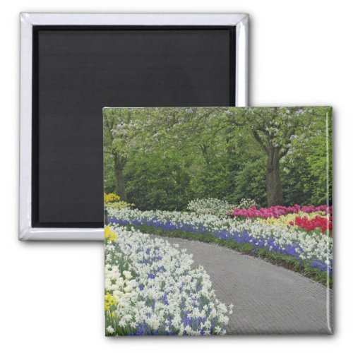 Sidewalk pathway through tulips and daffodils magnet