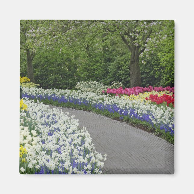 Sidewalk pathway through tulips and daffodils, magnet (Front)