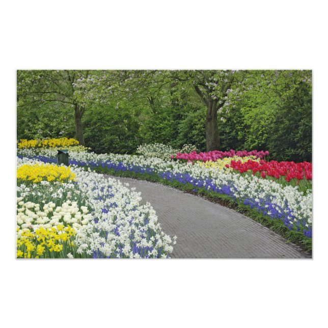 Sidewalk pathway through tulips and daffodils, photo print (Front)
