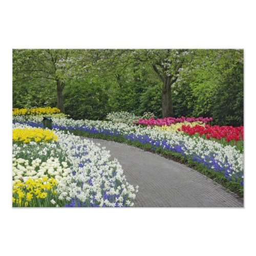 Sidewalk pathway through tulips and daffodils photo print