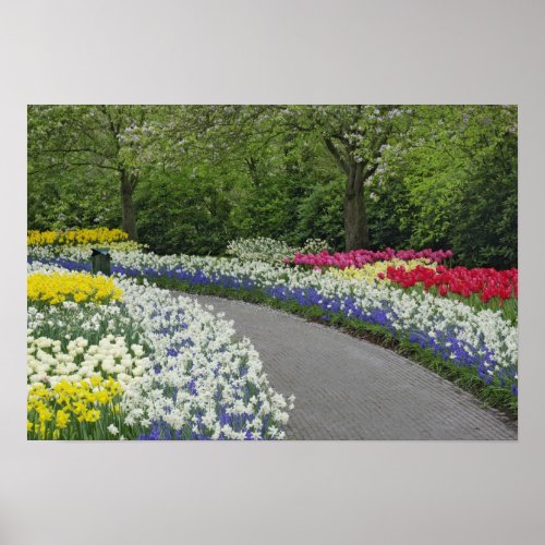 Sidewalk pathway through tulips and daffodils poster