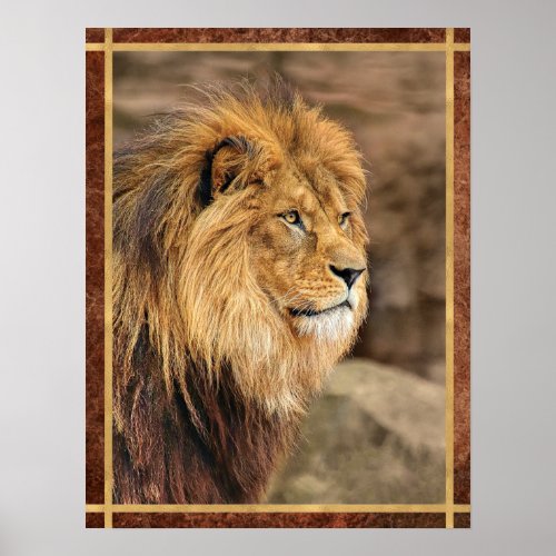 Sideway Lion Photograph Poster