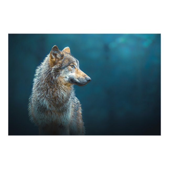 Sideways portrait of a Gray wolf Photo Print (Front)