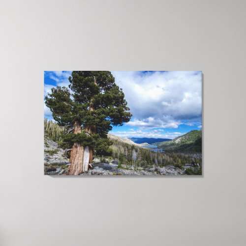 Sierra Juniper and Evergreen Trees 2 Canvas Print