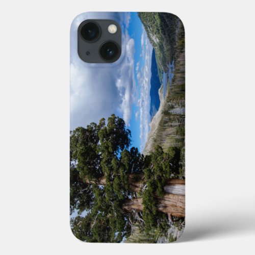 Sierra Juniper and Evergreen Trees 2 iPhone 13 Case
