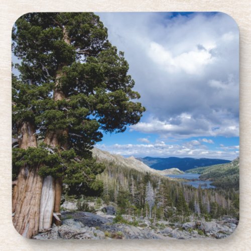 Sierra Juniper and Evergreen Trees 2 Coaster