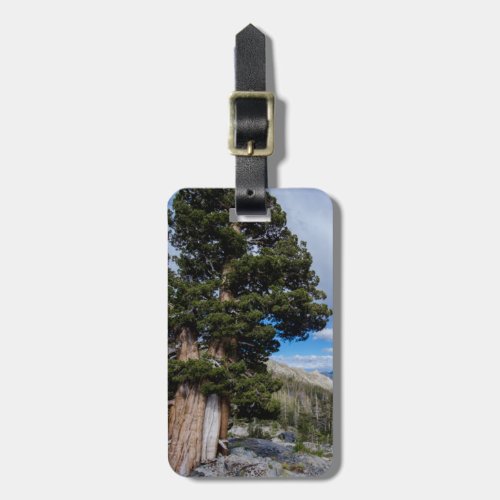 Sierra Juniper and Evergreen Trees 2 Luggage Tag