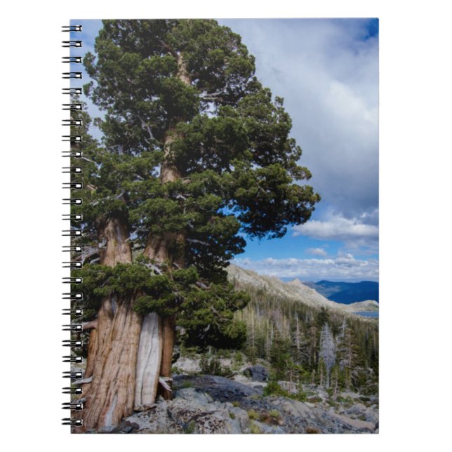 Sierra Juniper and Evergreen Trees 2 Notebook (Front)