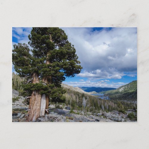 Sierra Juniper and Evergreen Trees 2 Postcard