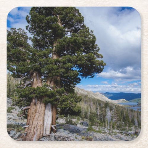 Sierra Juniper and Evergreen Trees 2 Square Paper Coaster