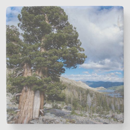 Sierra Juniper and Evergreen Trees 2 Stone Coaster