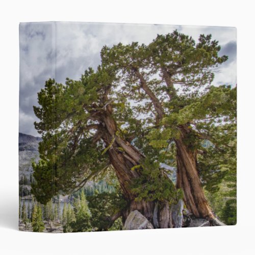 Sierra Juniper and Evergreen Trees 3 Ring Binder