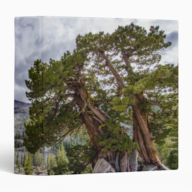 Sierra Juniper and Evergreen Trees 3 Ring Binder (Front/Spine)