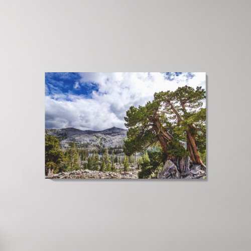 Sierra Juniper and Evergreen Trees Canvas Print