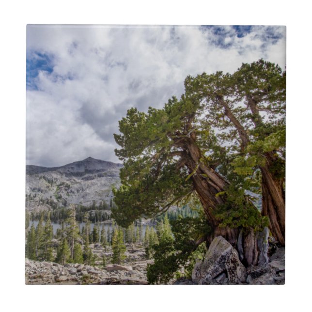 Sierra Juniper and Evergreen Trees Ceramic Tile (Front)