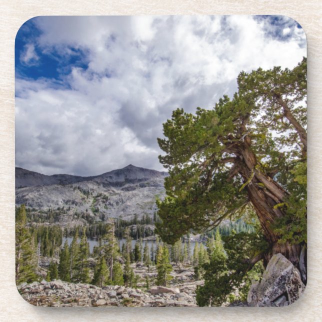 Sierra Juniper and Evergreen Trees Drink Coaster (Front)