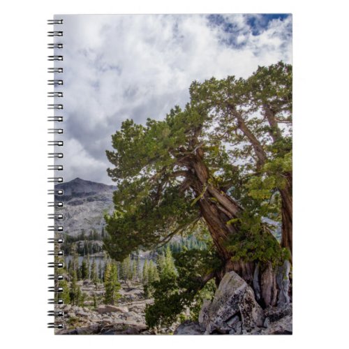 Sierra Juniper and Evergreen Trees Notebook