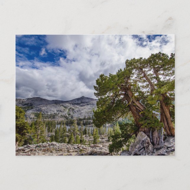 Sierra Juniper and Evergreen Trees Postcard (Front)