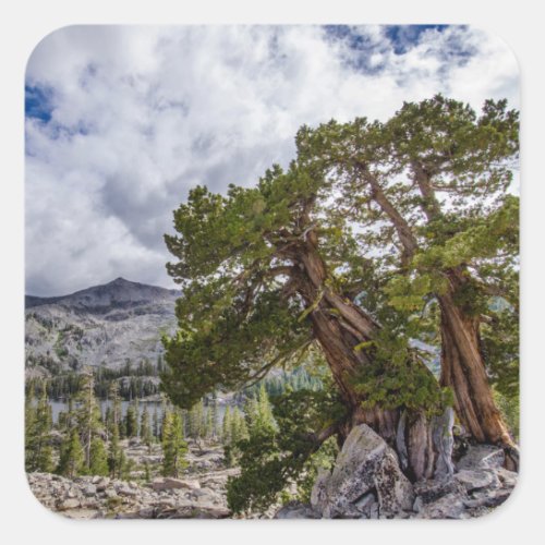 Sierra Juniper and Evergreen Trees Square Sticker