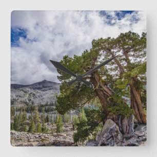 Sierra Juniper and Evergreen Trees Square Wall Clock