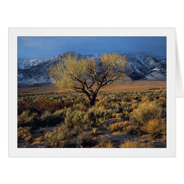 "Sierra Sunlit Tree" Cards (Front Horizontal)