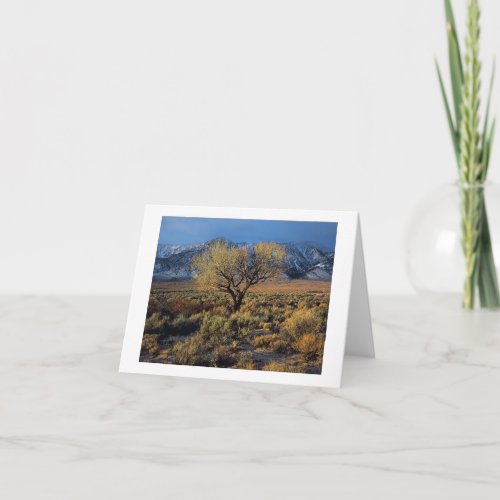 Sierra Sunlit Tree Holiday Card