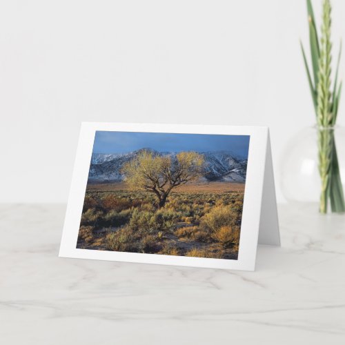 Sierra Sunlit Tree Holiday Card