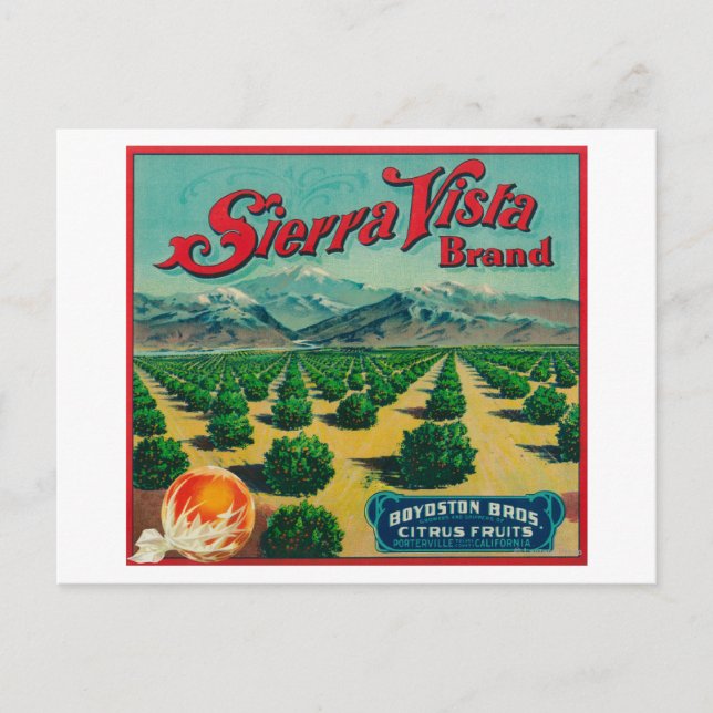 Sierra Vista Brand Citrus Crate Label Postcard (Front)