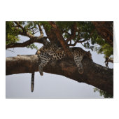 Siesta (Front Horizontal)