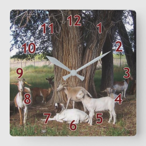 Siesta Goats 2024 Square Wall Clock