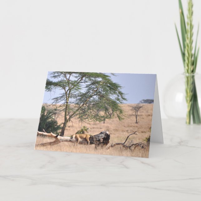 Siesta, Serengeti Card (Front)