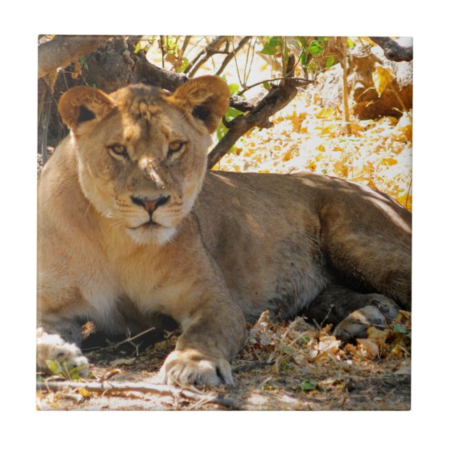 Siesta Time Ceramic Tile (Front)