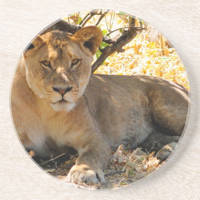 Siesta Time Drink Coaster (Front)