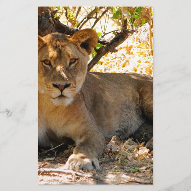 Siesta Time Stationery (Front)