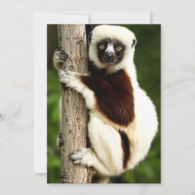Sifaka Lemur in Madagascar Forest Note Card (Front)