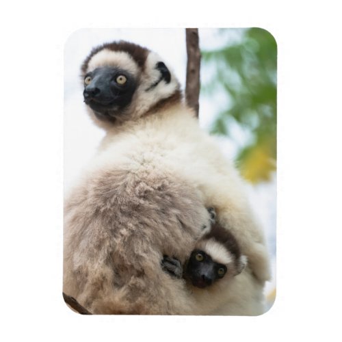 Sifaka Lemur Mother with Baby Magnet