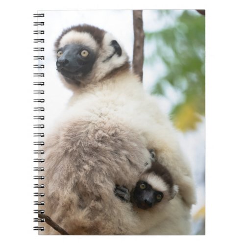 Sifaka Lemur Mother with Baby Notebook