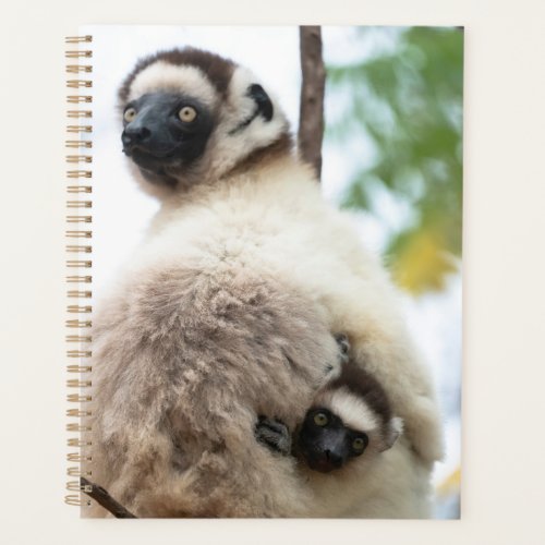 Sifaka Lemur Mother with Baby Planner