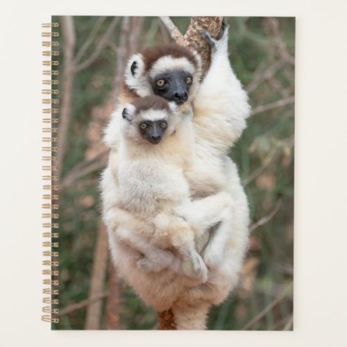 Sifaka Mom and Baby Climbing Tree Planner