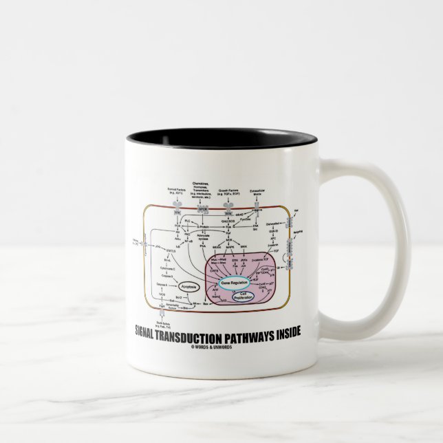 Signal Transduction Pathways Inside (Cell Biology) Two-Tone Coffee Mug (Right)