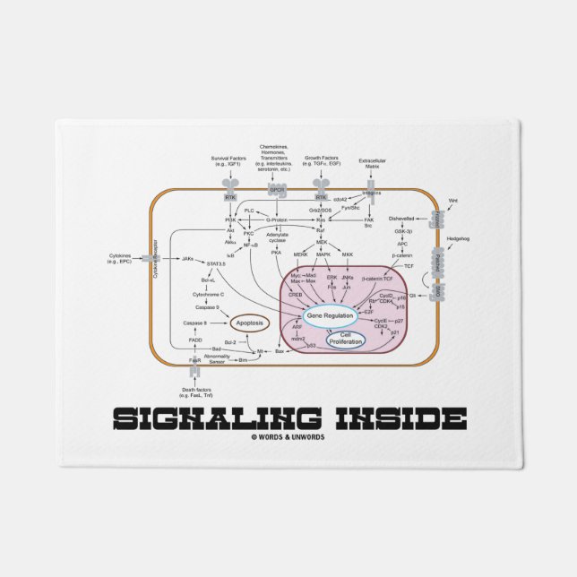 Signaling Inside Signal Transduction Pathways Doormat (Front)